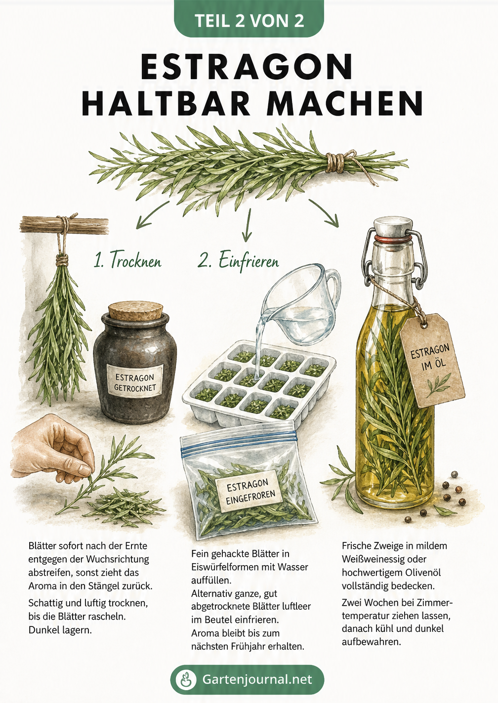 Illustration einer Küchenzeile mit Methoden zum Haltbarmachen von Estragon: Trocknen, Einfrieren und Einlegen