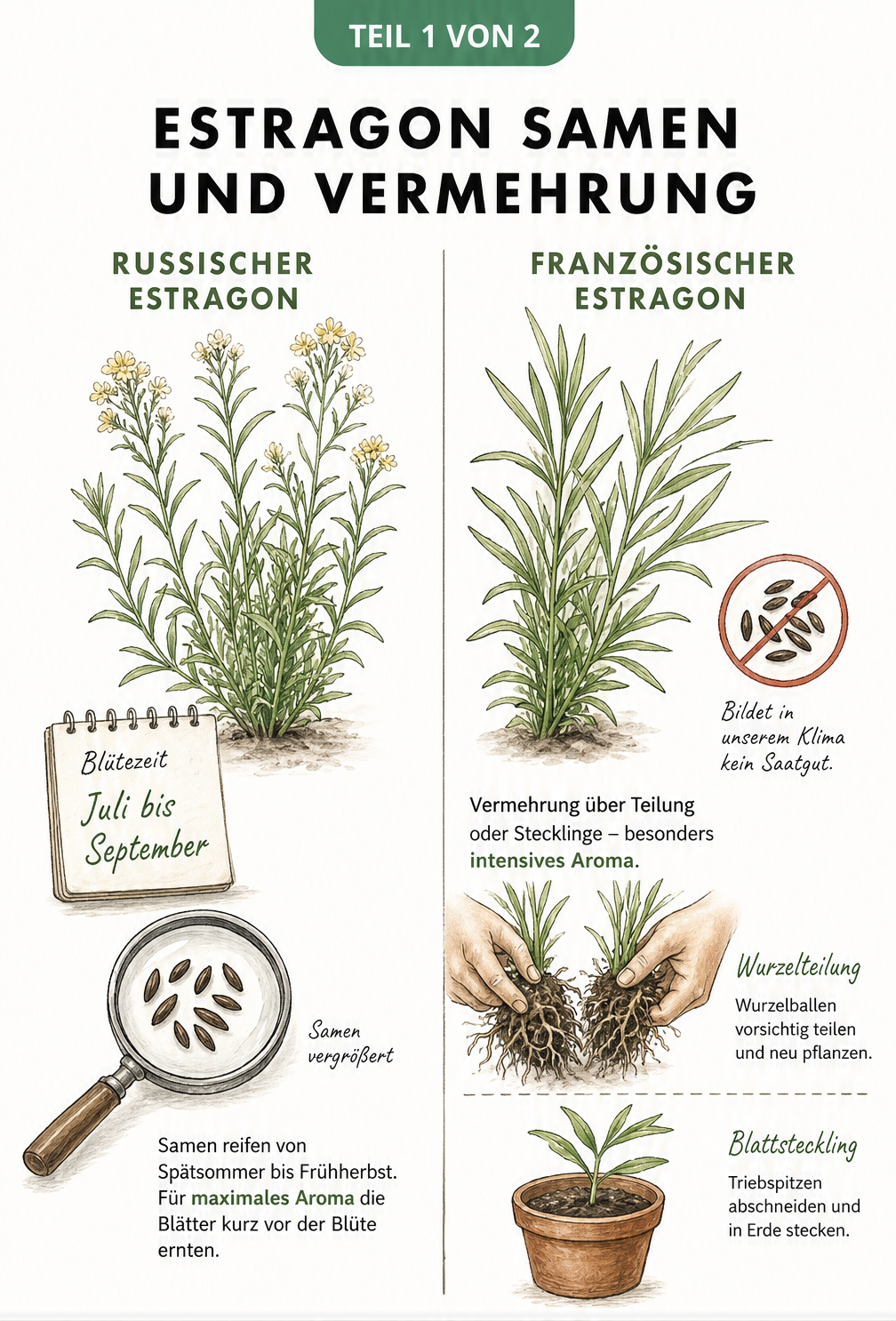 Botanische Gegenüberstellung von Russischem und Französischem Estragon mit Fokus auf Samenbildung und Vermehrung