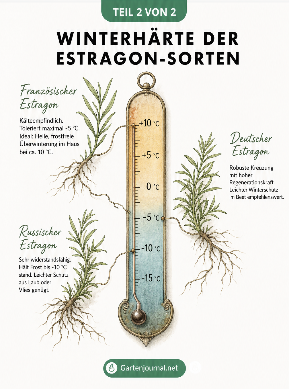 Thermometer-Grafik zur Winterhärte von Französischem, Deutschem und Russischem Estragon