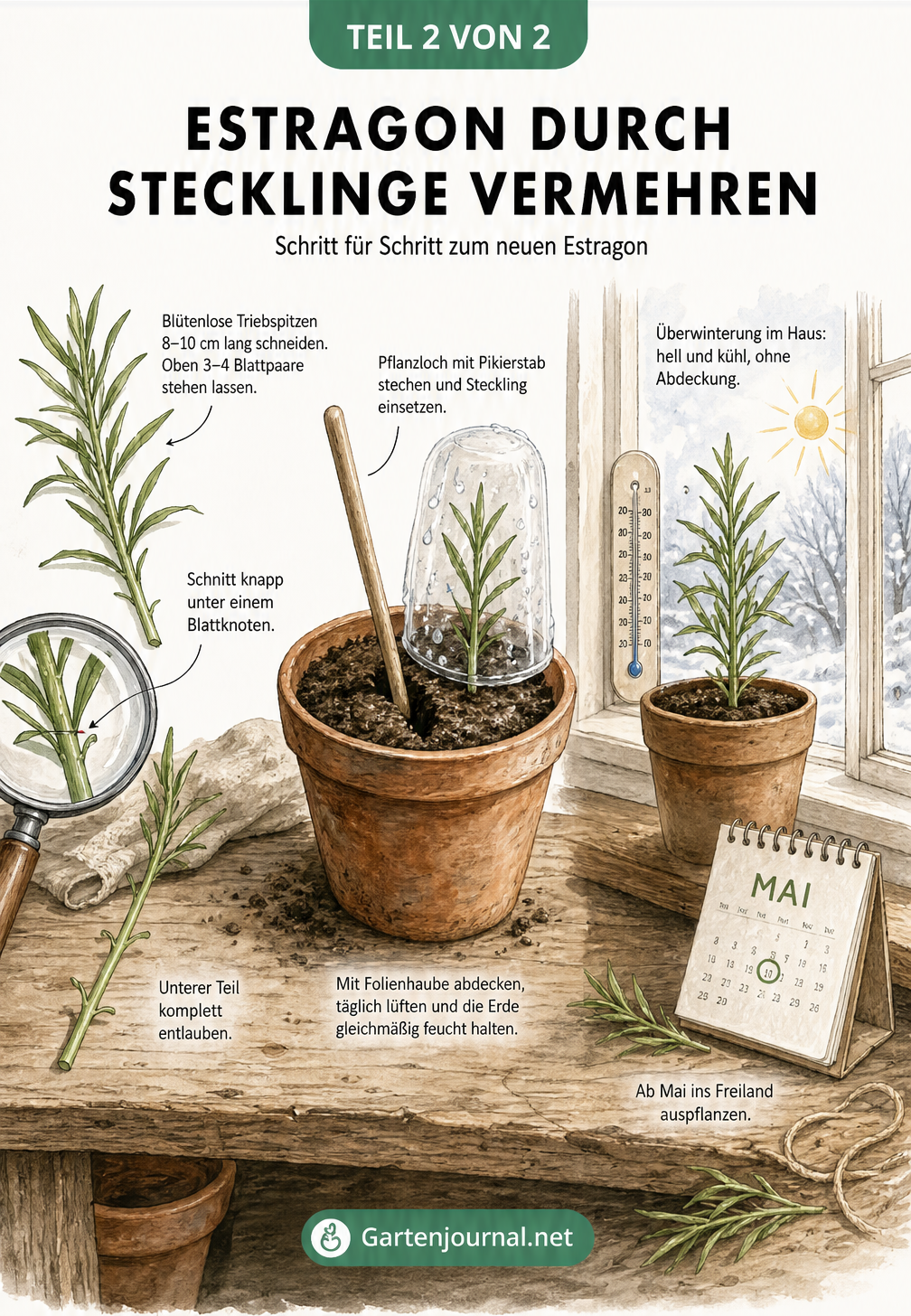 Illustration der Stecklingsvermehrung von Estragon: Vom Schnitt über das Einpflanzen bis zur Überwinterung