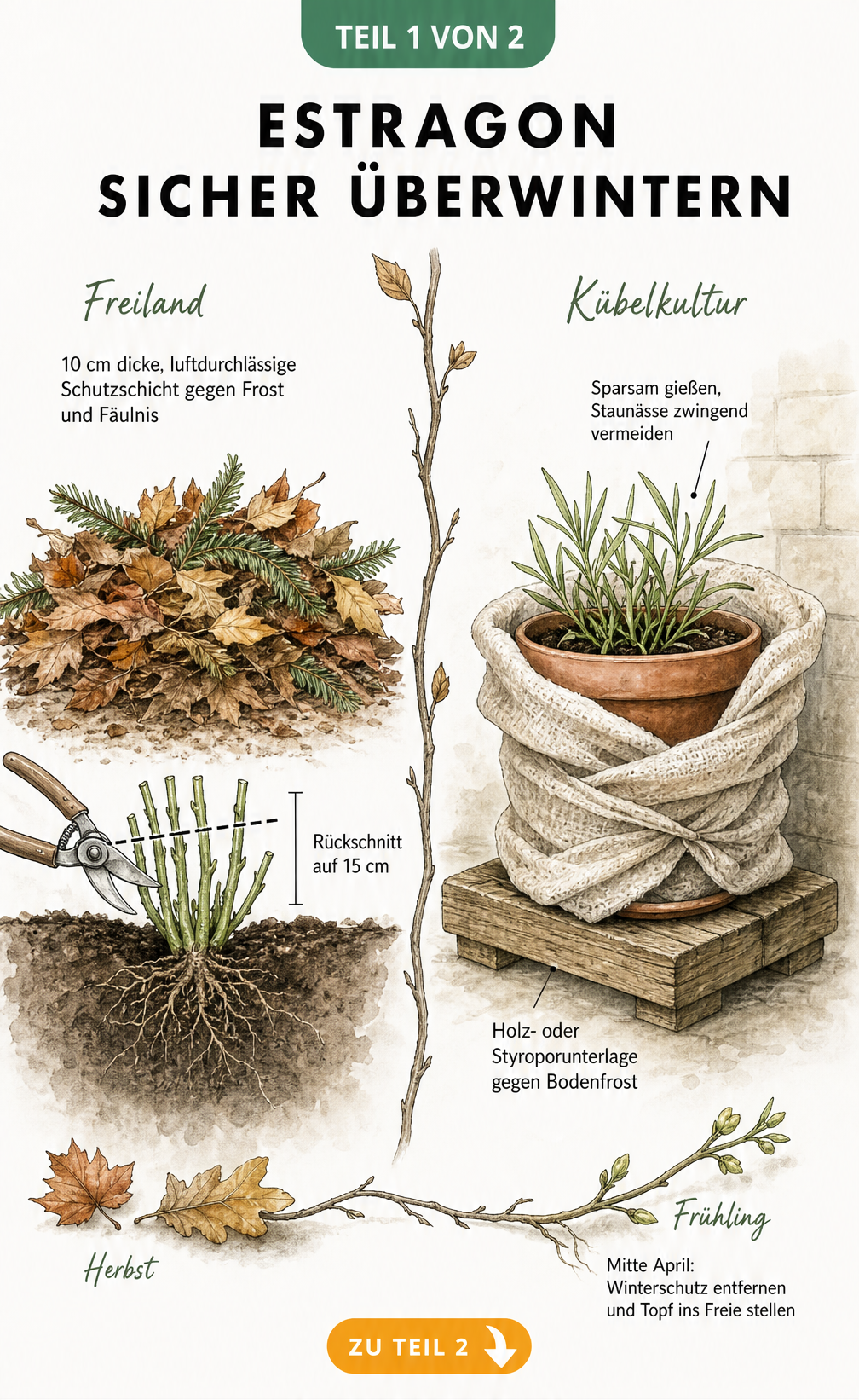Illustration zur Überwinterung von Estragon im Freiland und im Kübel mit Rückschnitt und Schutzschicht