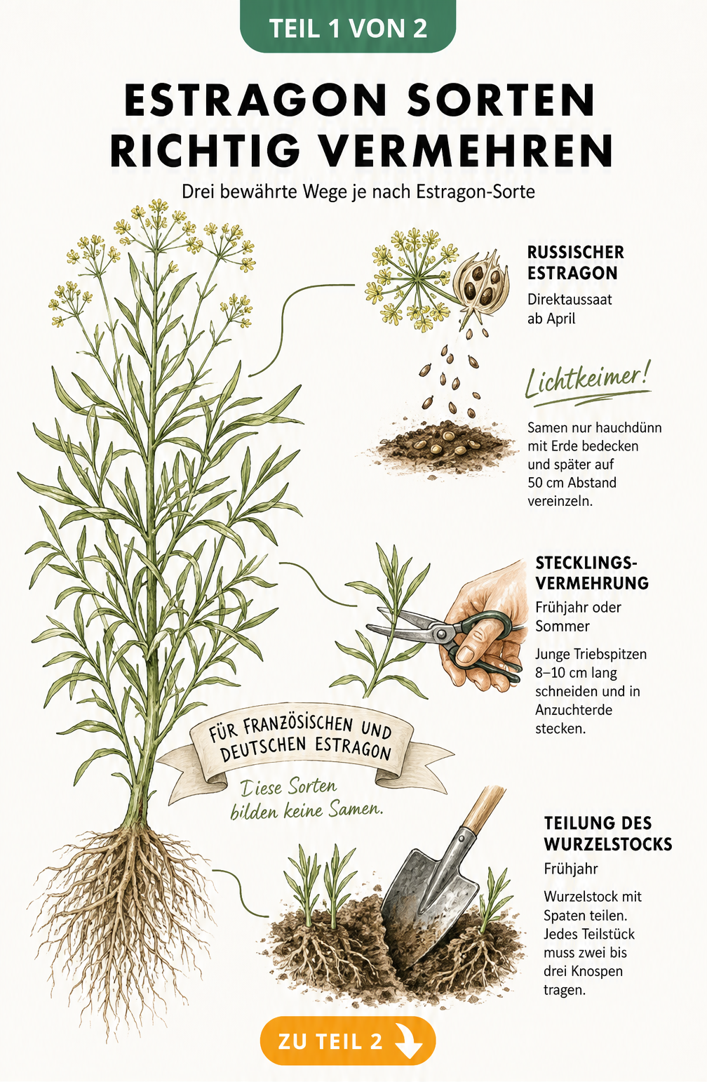 Botanische Illustration einer Estragonpflanze mit Detailzeichnungen zur Vermehrung durch Teilung, Stecklinge und Aussaat