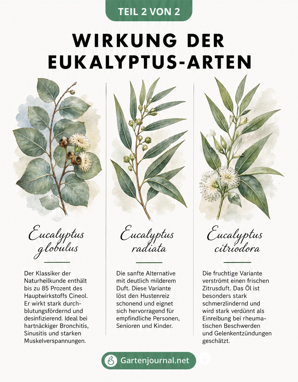 Botanische Zeichnung von drei Eukalyptus-Arten: Eucalyptus globulus, Eucalyptus radiata und Eucalyptus citriodora mit Erklärung ihrer spezifischen...