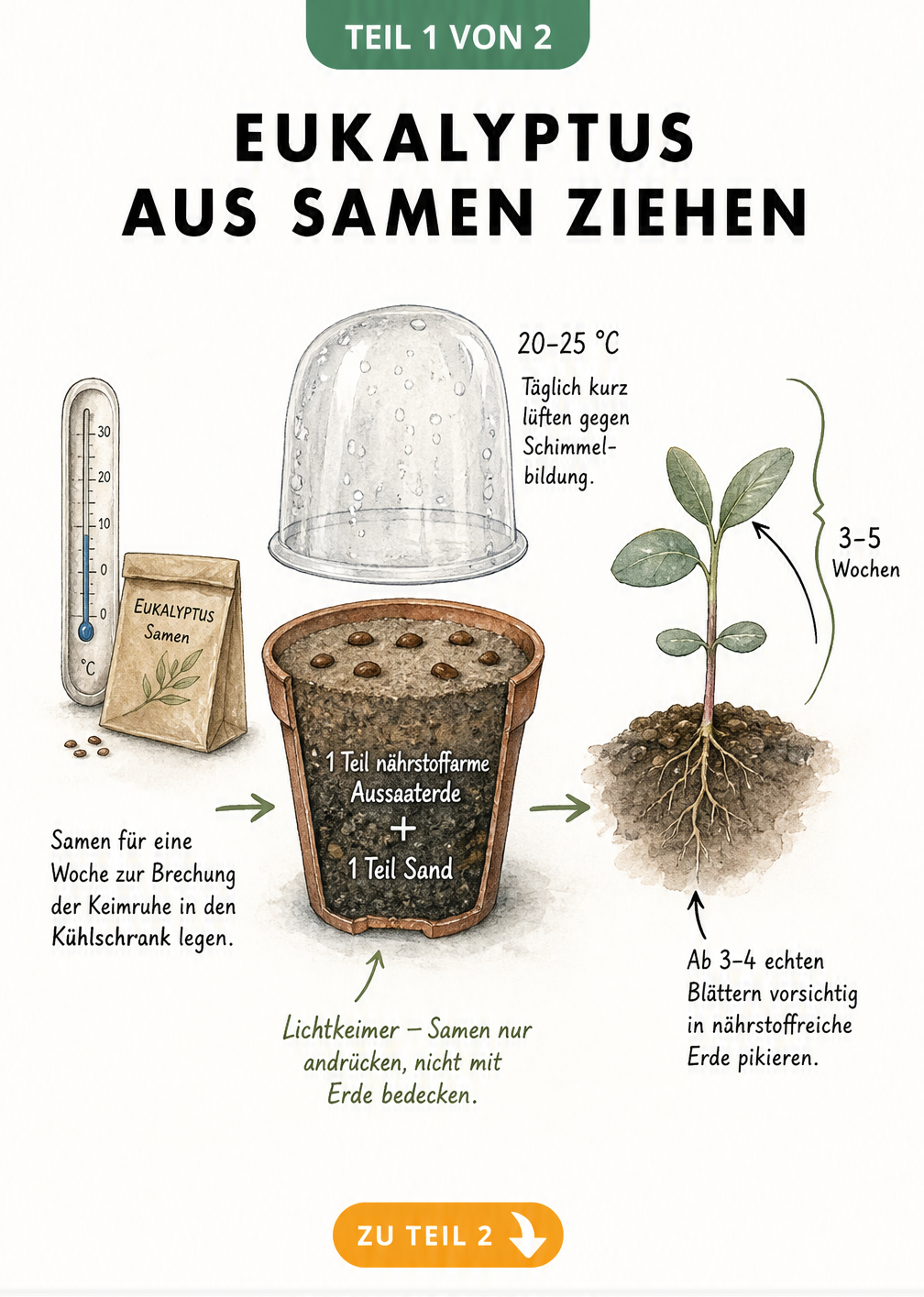 Illustration der Eukalyptus-Anzucht aus Samen mit Temperaturvorgaben, Erdmischung und Keimling