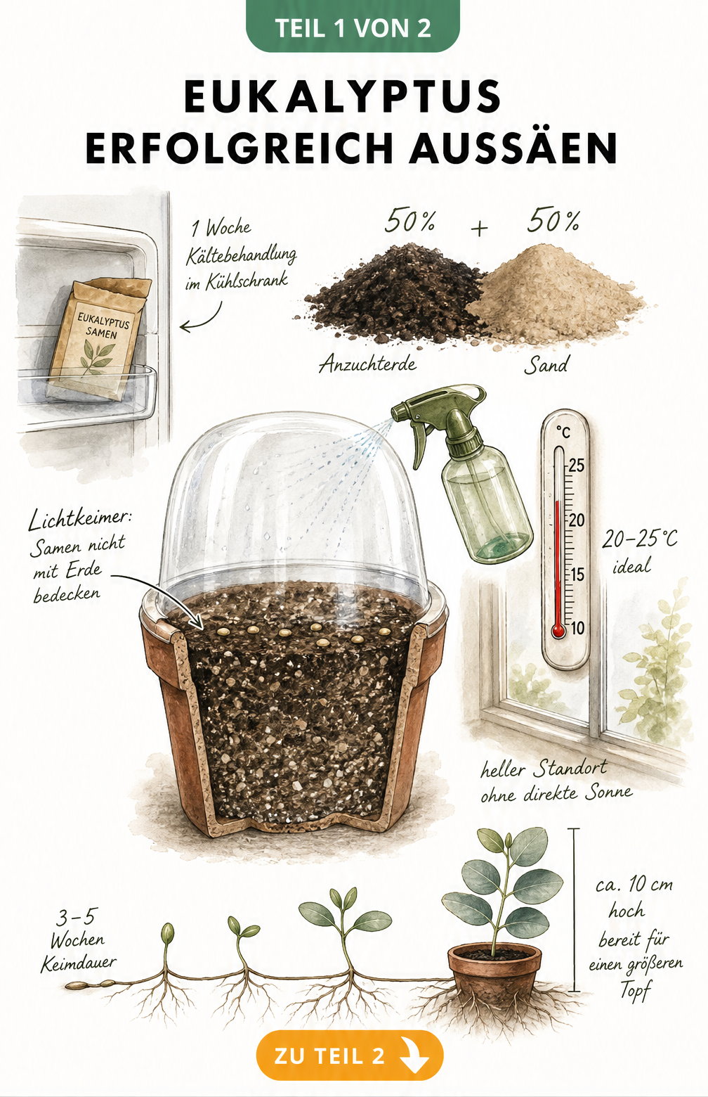 Botanische Illustration zur Aussaat von Eukalyptus mit Samen, Anzuchterde, Sand und Thermometer