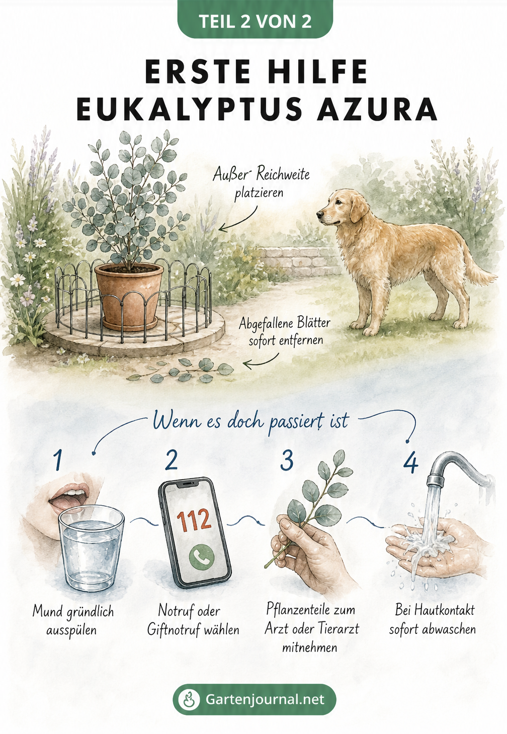 Illustration zur Ersten Hilfe bei Eukalyptus-Vergiftung mit Tipps zur Prävention und Notfallmaßnahmen