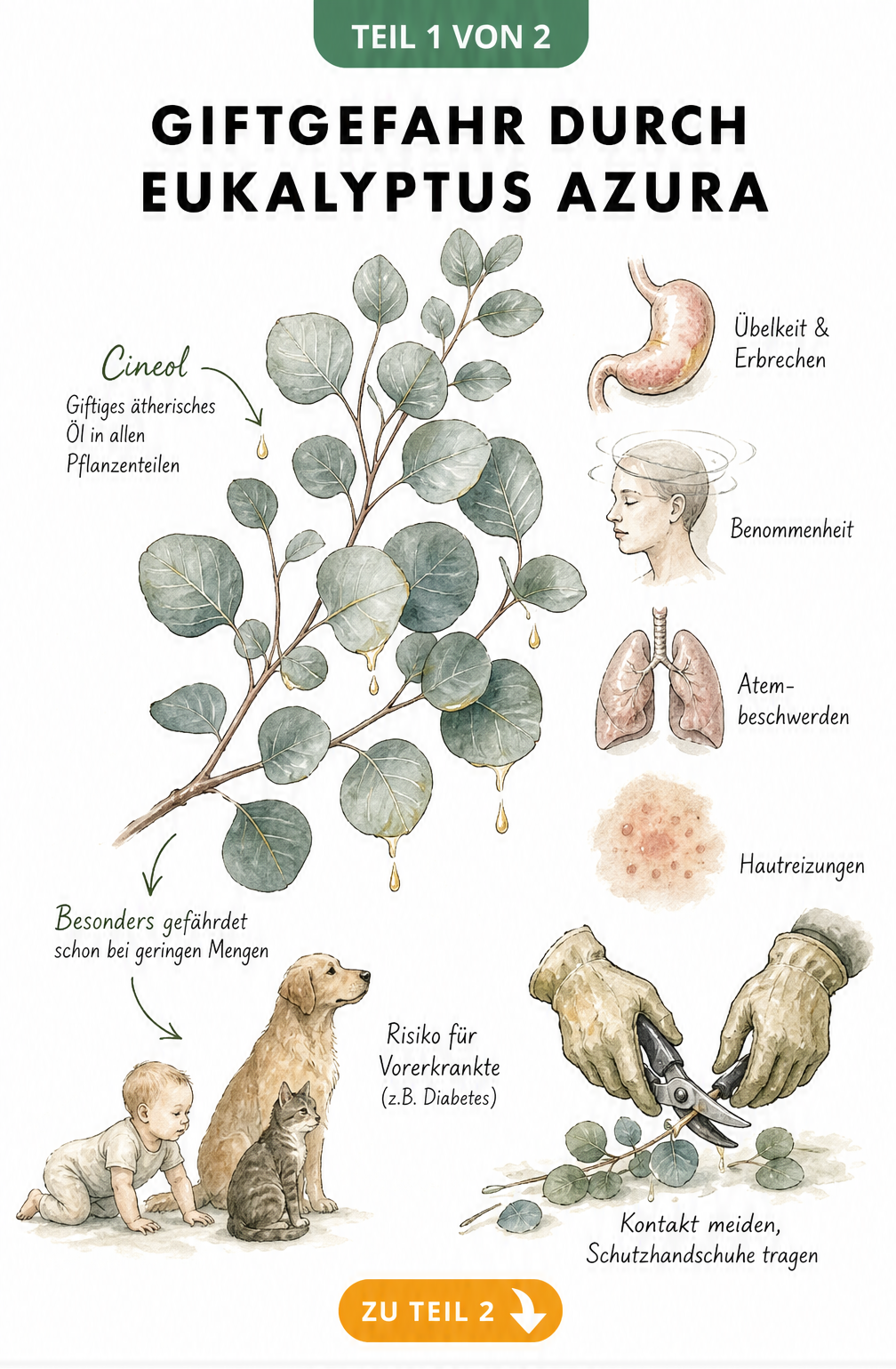 Botanische Illustration des Eukalyptus Azura mit Hinweisen auf das giftige ätherische Öl Cineol und Symptome bei Kontakt