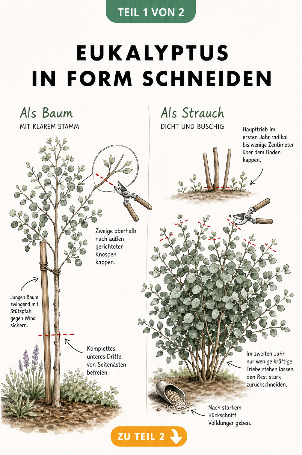 Botanische Illustration eines Eukalyptus-Baums und eines Eukalyptus-Strauchs mit roten Schnittmarkierungen