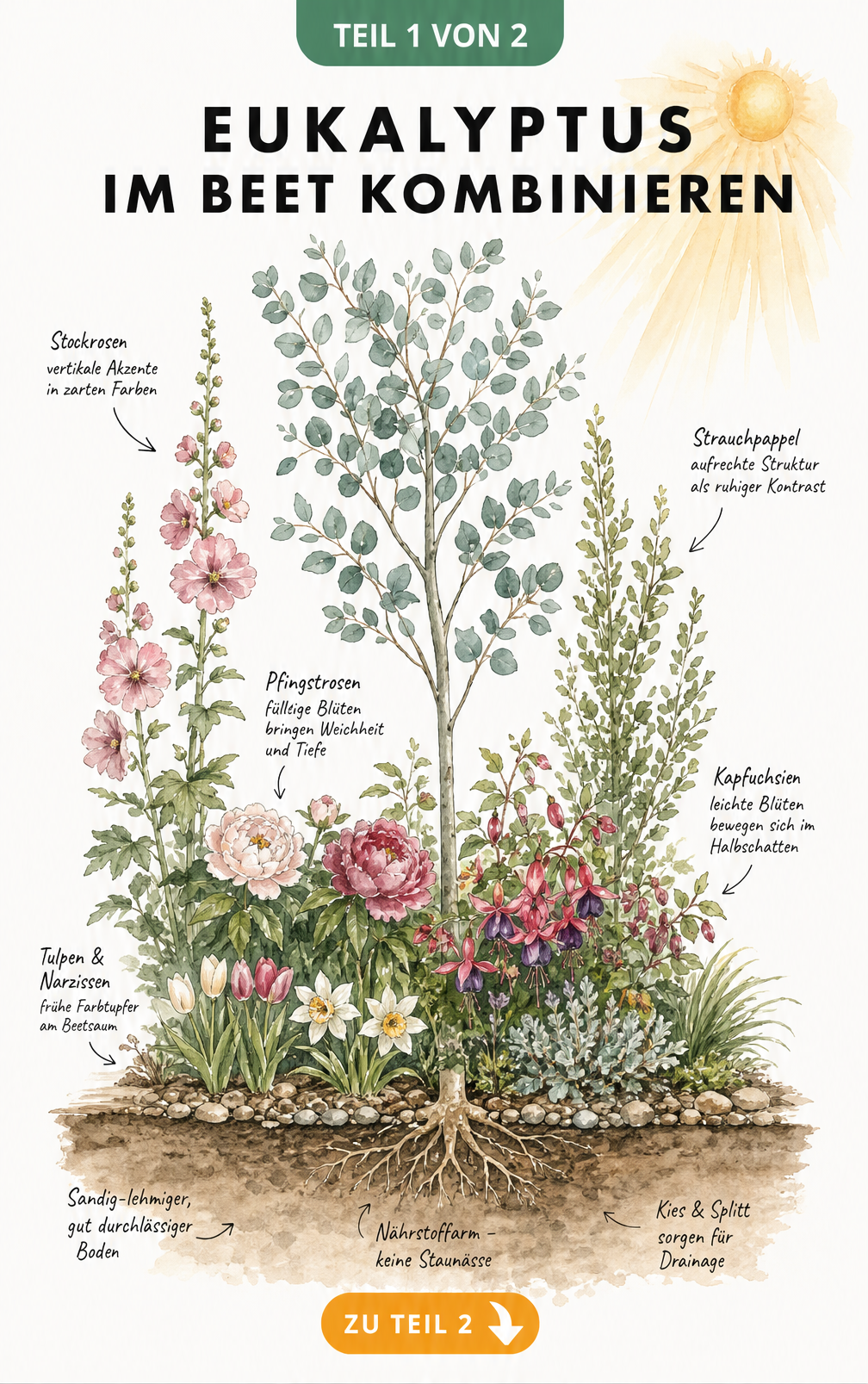 Botanische Illustration eines Eukalyptus im Beet mit Begleitpflanzen wie Stockrosen, Pfingstrosen und Tulpen sowie Bodenquerschnitt