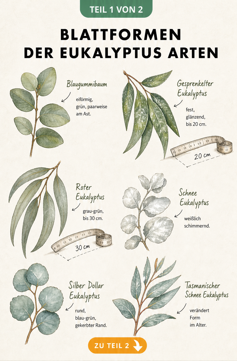 Illustration verschiedener Eukalyptus-Blattformen wie Blaugummibaum, Roter Eukalyptus und Schnee Eukalyptus
