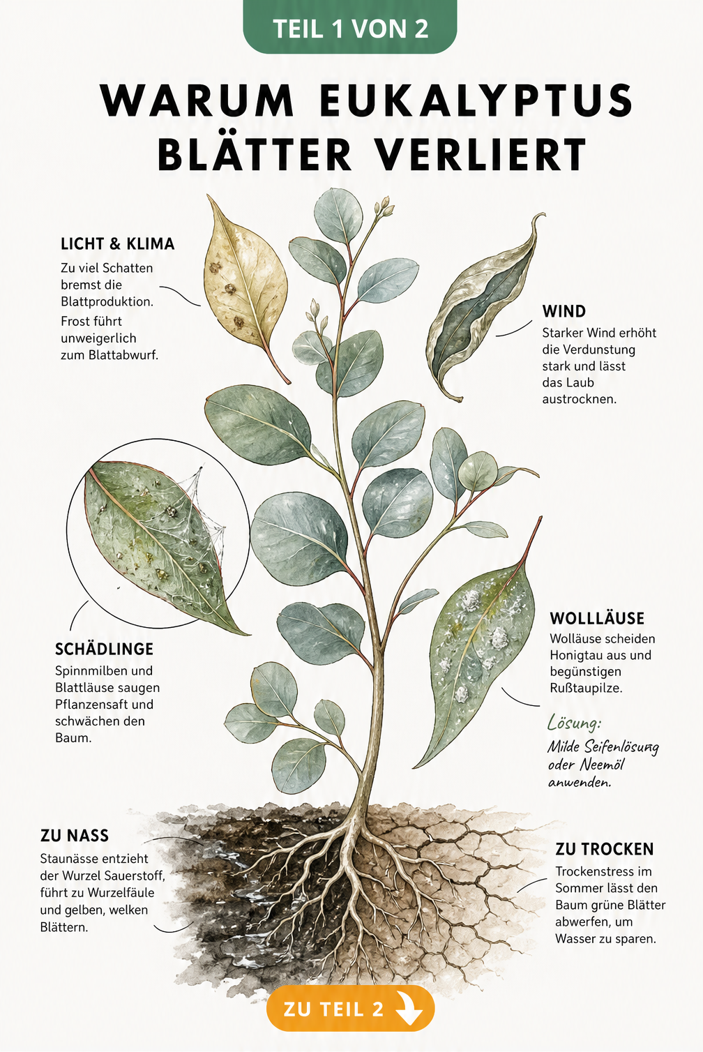Botanische Illustration eines Eukalyptuszweiges mit Wurzeln, die Ursachen für Blattverlust wie Lichtmangel, Frost, Schädlinge und falsches Gießen zeigt.