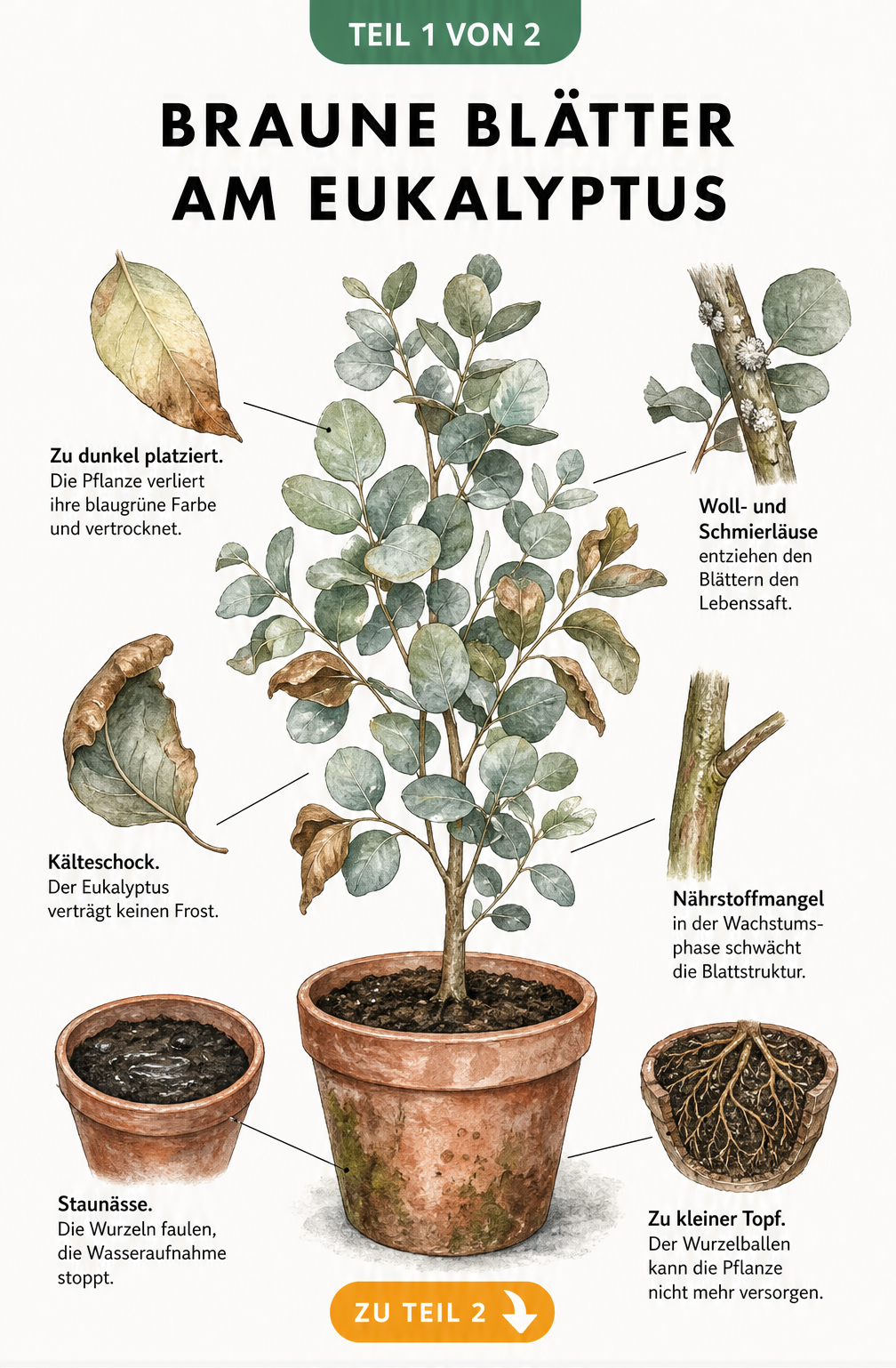Botanische Illustration eines Eukalyptus im Topf, die Ursachen für braune Blätter wie Lichtmangel, Schädlinge, Frost, Nährstoffmangel, Staunässe und zu kleinen...