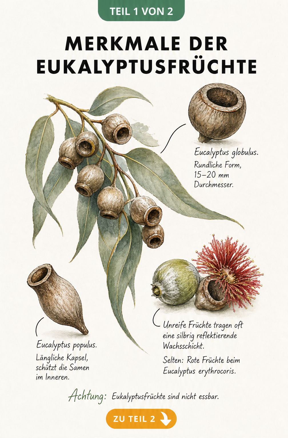 Botanische Illustration von Eukalyptusfrüchten in verschiedenen Reifestadien mit Detailzeichnungen