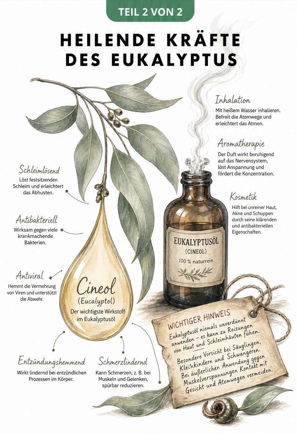 Botanische Zeichnung eines Eukalyptuszweigs mit Öltropfen und einer Apothekerflasche, die die heilenden Eigenschaften und Anwendungen zeigt