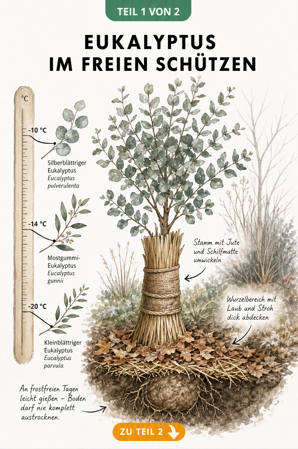 Illustration eines Eukalyptusbaums im Gartenbeet mit Frost-Skala und Schutzmaßnahmen wie Jute, Schilfmatte und Herbstlaub.