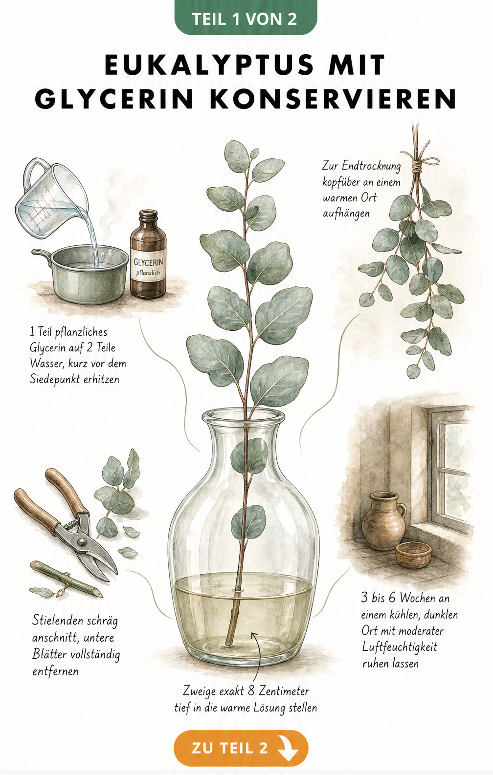 Illustration einer Apothekerflasche mit Eukalyptuszweig und Arbeitsschritten zur Konservierung mit Glycerin