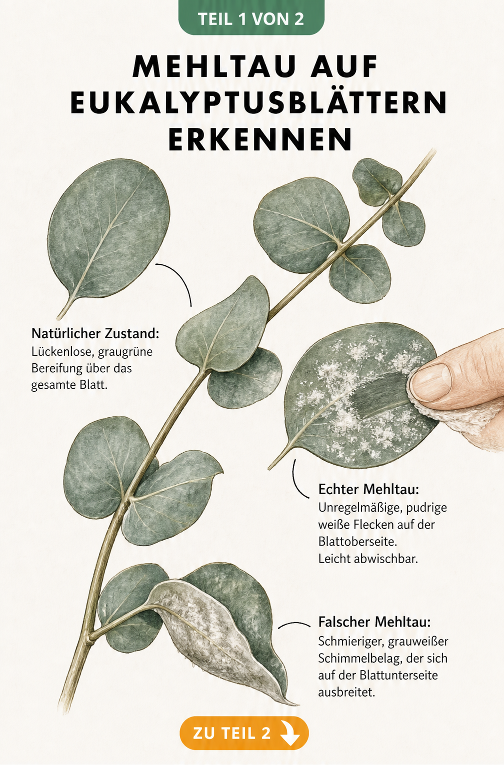 Zeichnung eines Eukalyptuszweigs, die gesunde Blätter, Echten Mehltau auf der Oberseite und Falschen Mehltau auf der Unterseite zeigt