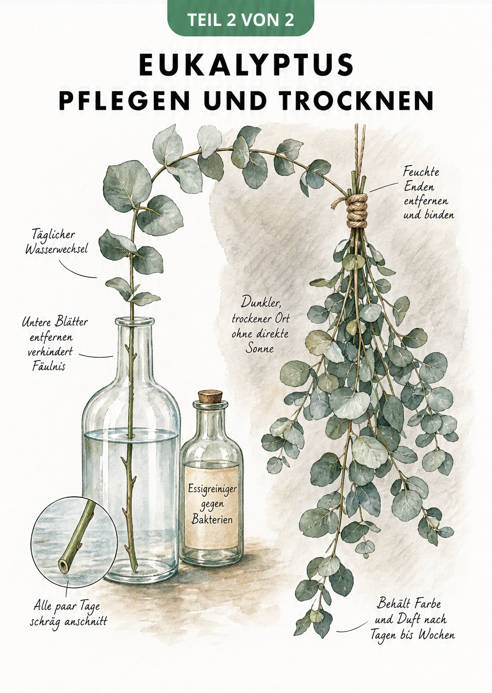 Aquarell-Zeichnung zur Pflege von Eukalyptus in der Vase und zum Trocknen der Zweige