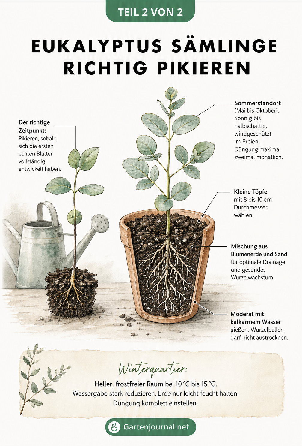 Zweigeteilte Illustration: Links ein Eukalyptus-Sämling bereit zum Pikieren, rechts ein umgetopfter Eukalyptus mit Hinweisen zu Erde, Gießen und Standort.