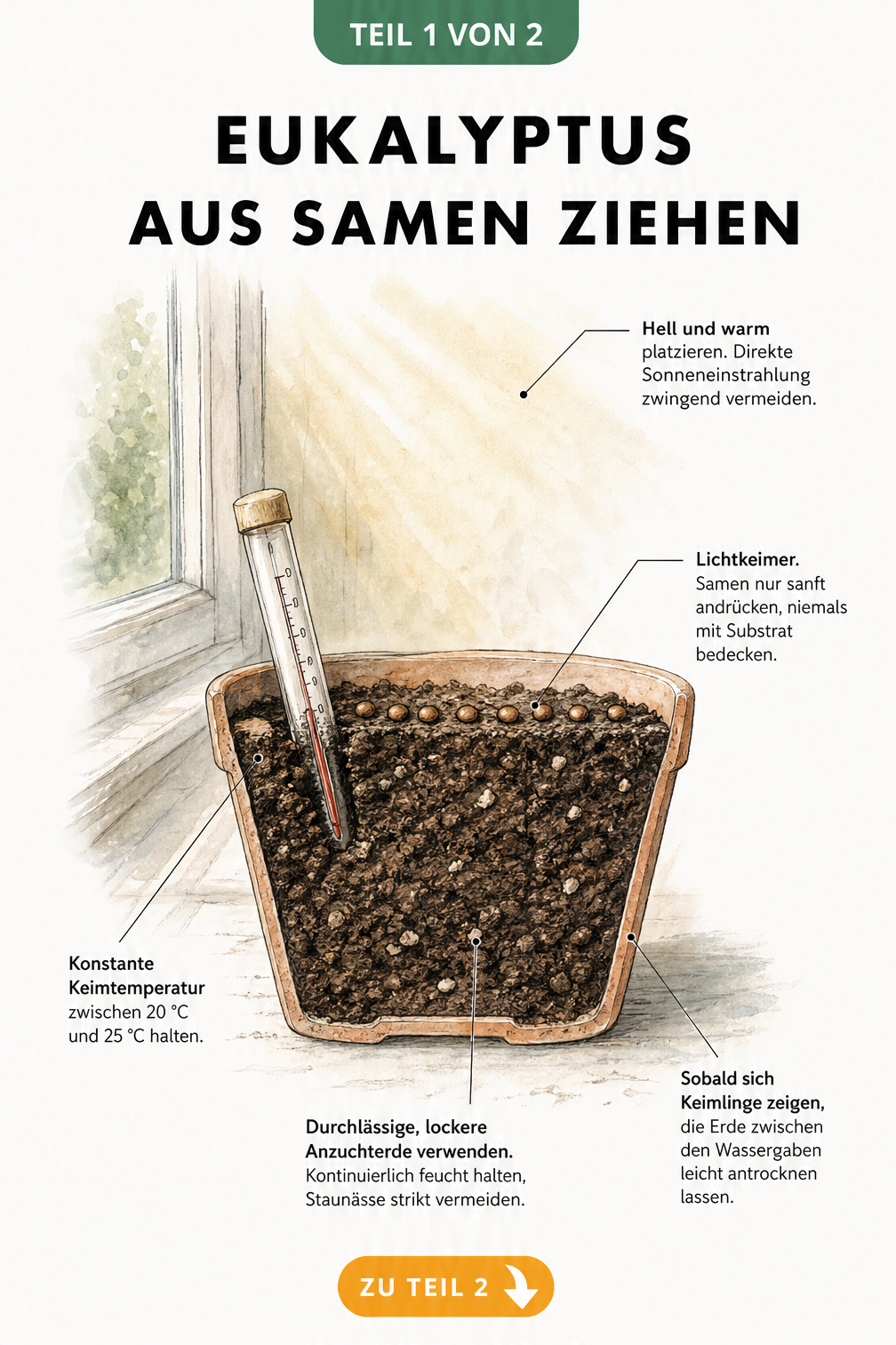 Querschnitt eines Anzuchttopfes mit Eukalyptus-Samen auf der Erde, Thermometer und Hinweisen zu Licht, Temperatur und Feuchtigkeit.