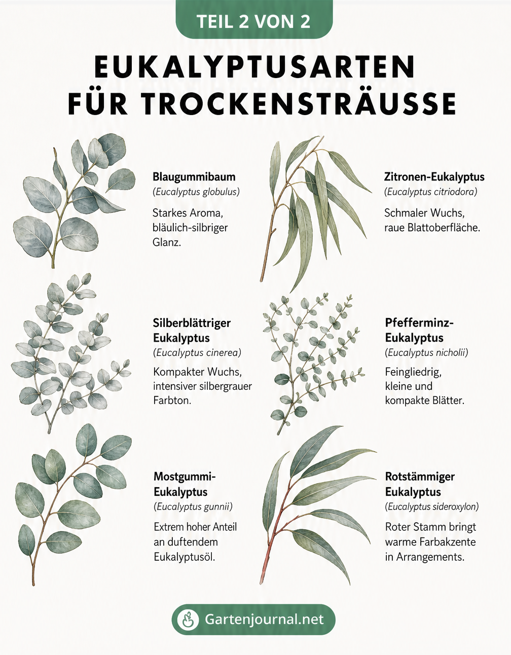 Anleitung zum schonenden Trocknen von Eukalyptus mit Tipps zu Vorbereitung und Trocknungsmethoden
