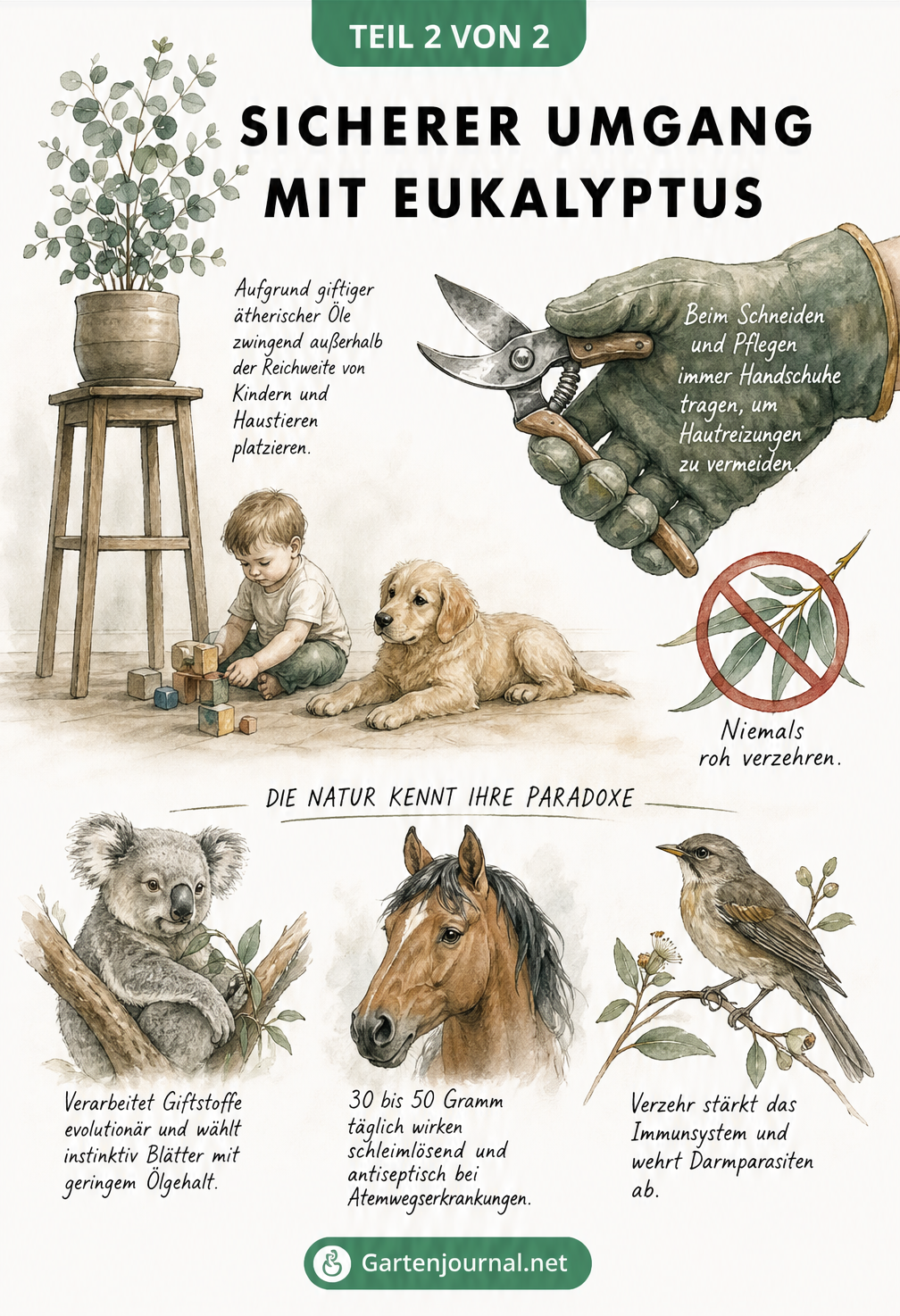 Illustration zum sicheren Umgang mit Eukalyptus und Tieren, die ihn vertragen