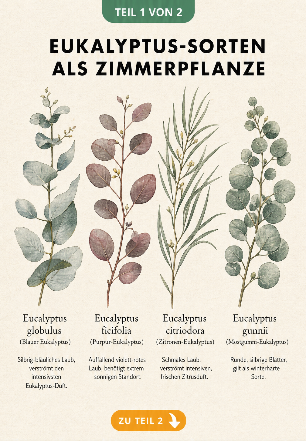 Botanische Illustration von vier Eukalyptus-Sorten für die Zimmerkultur mit Blattformen und Merkmalen