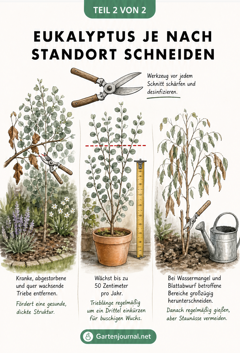 Drei Illustrationen von Eukalyptus-Pflanzen im Gartenbeet, im Topf und mit Trockenschaden, jeweils mit Schnittanweisungen