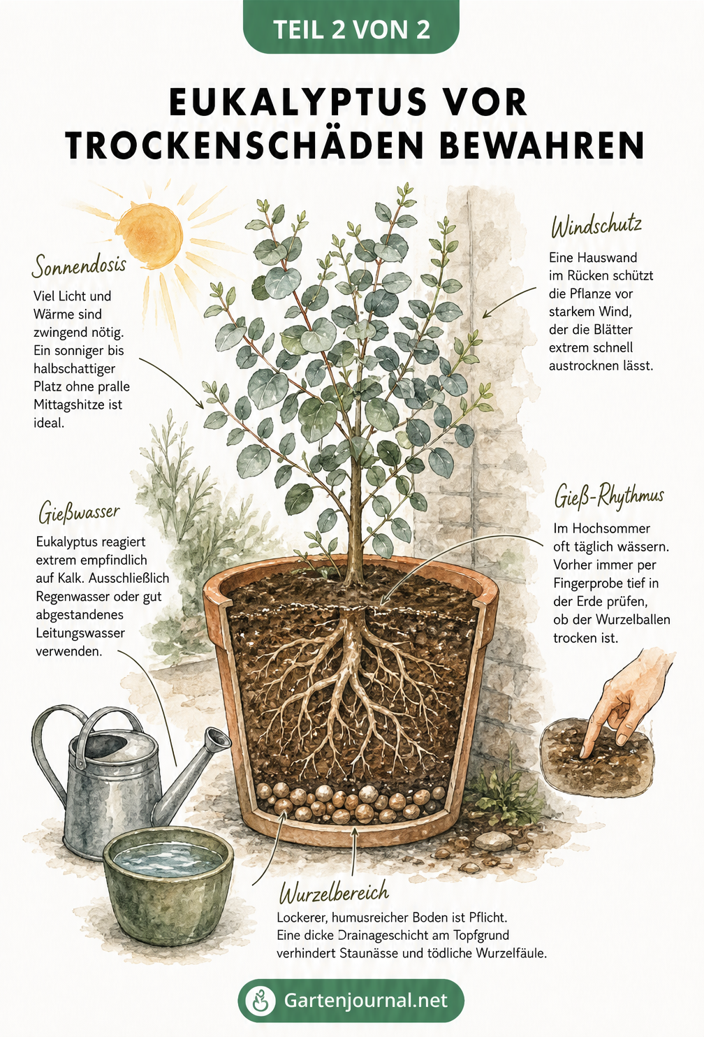 Querschnitt eines Eukalyptus im Kübel mit Tipps zu Standort, Gießen und Windschutz