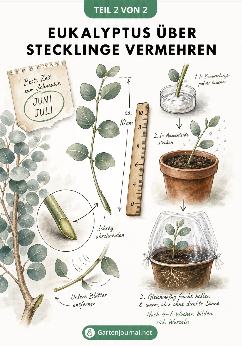 Skizze zur Vermehrung von Eukalyptus durch Stecklinge mit Schnitttechnik und Bewurzelung