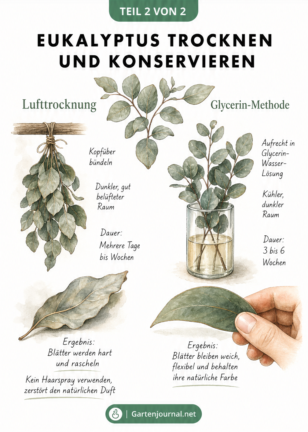 Gegenüberstellung der Methoden zum Trocknen und Konservieren von Eukalyptus