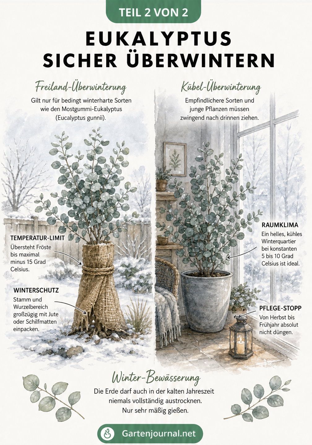 Illustration zur Überwinterung von Eukalyptus im Freiland mit Winterschutz und als Kübelpflanze im kühlen Wintergarten