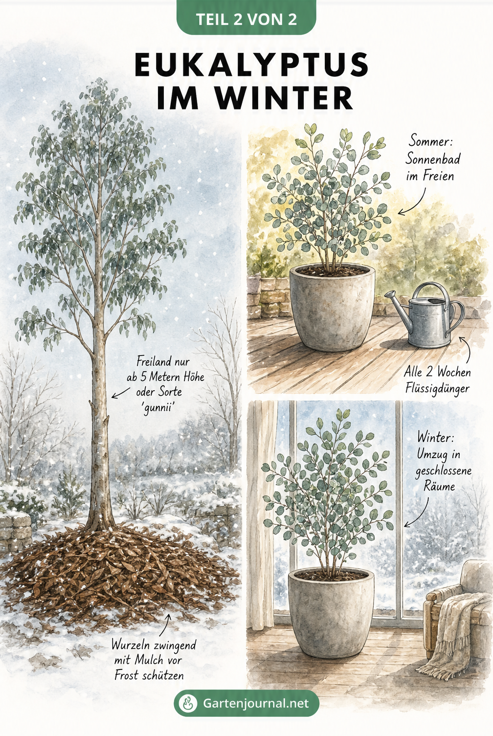 Aquarellierte Szene eines Eukalyptusbaums im winterlichen Garten und als Kübelpflanze drinnen und draußen