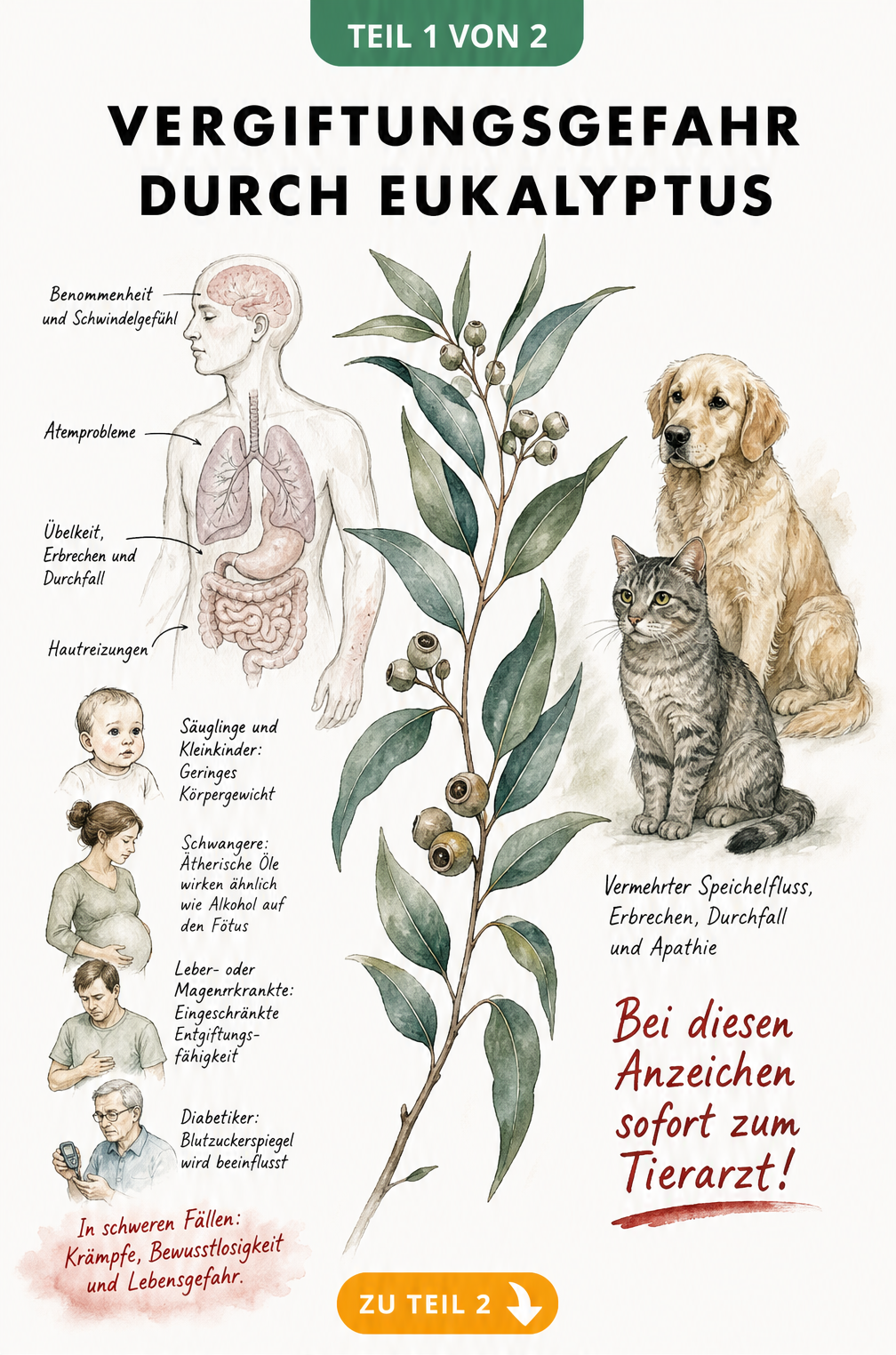 Aquarell-Illustration eines Eukalyptuszweigs mit Symptomen einer Vergiftung bei Menschen und Tieren