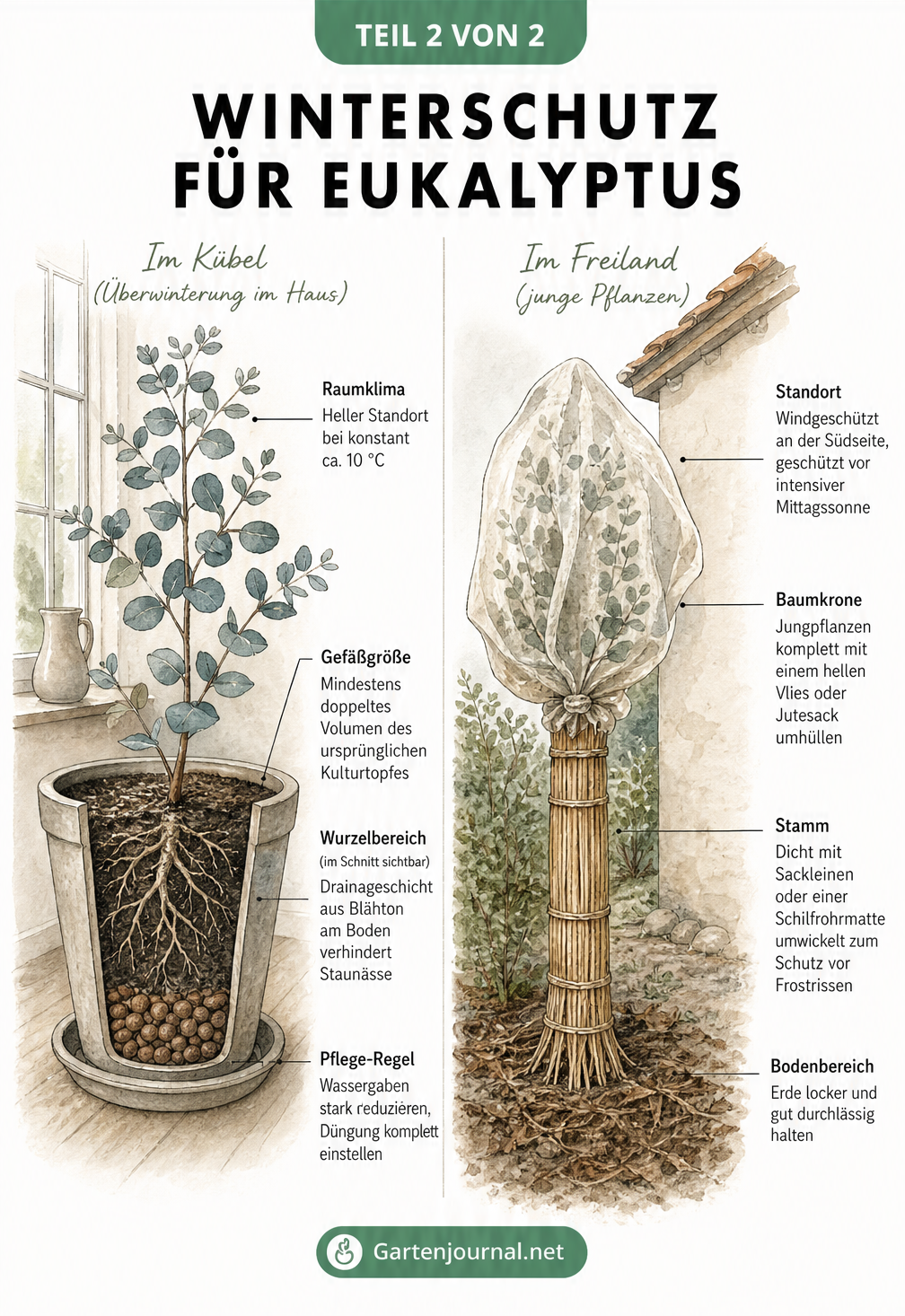Schnittzeichnung zum Winterschutz von Eukalyptus im Kübel und im Freiland