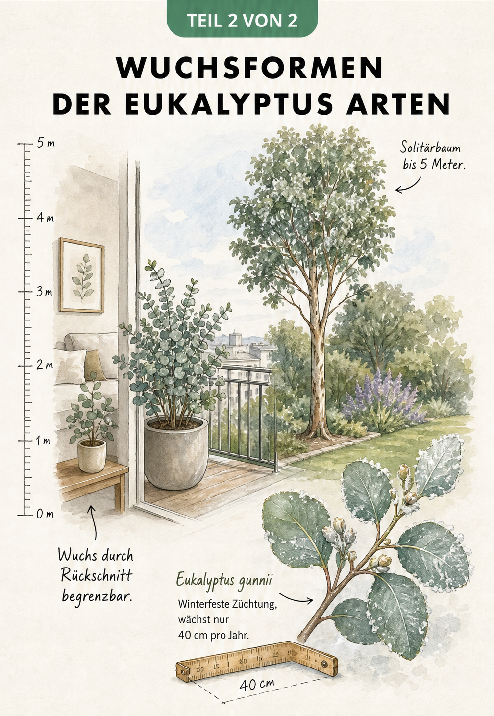 Skizze der Wuchsformen von Eukalyptus als Zimmerpflanze, Kübelpflanze auf dem Balkon und Solitärbaum im Garten
