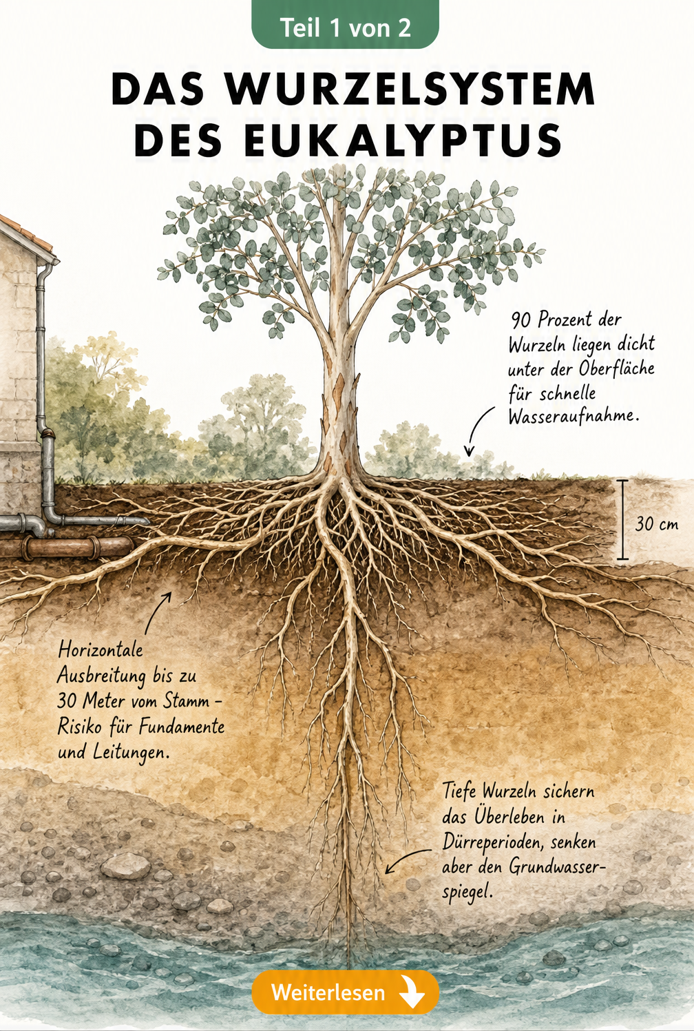 Schnittbild des Bodens mit einem Eukalyptusbaum, das die oberflächennahe Ausbreitung und tiefe Wasserwurzeln zeigt