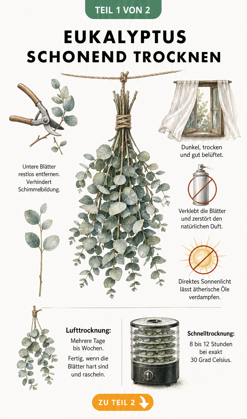 Illustration von sechs verschiedenen Eukalyptusarten für Trockensträuße mit ihren Merkmalen