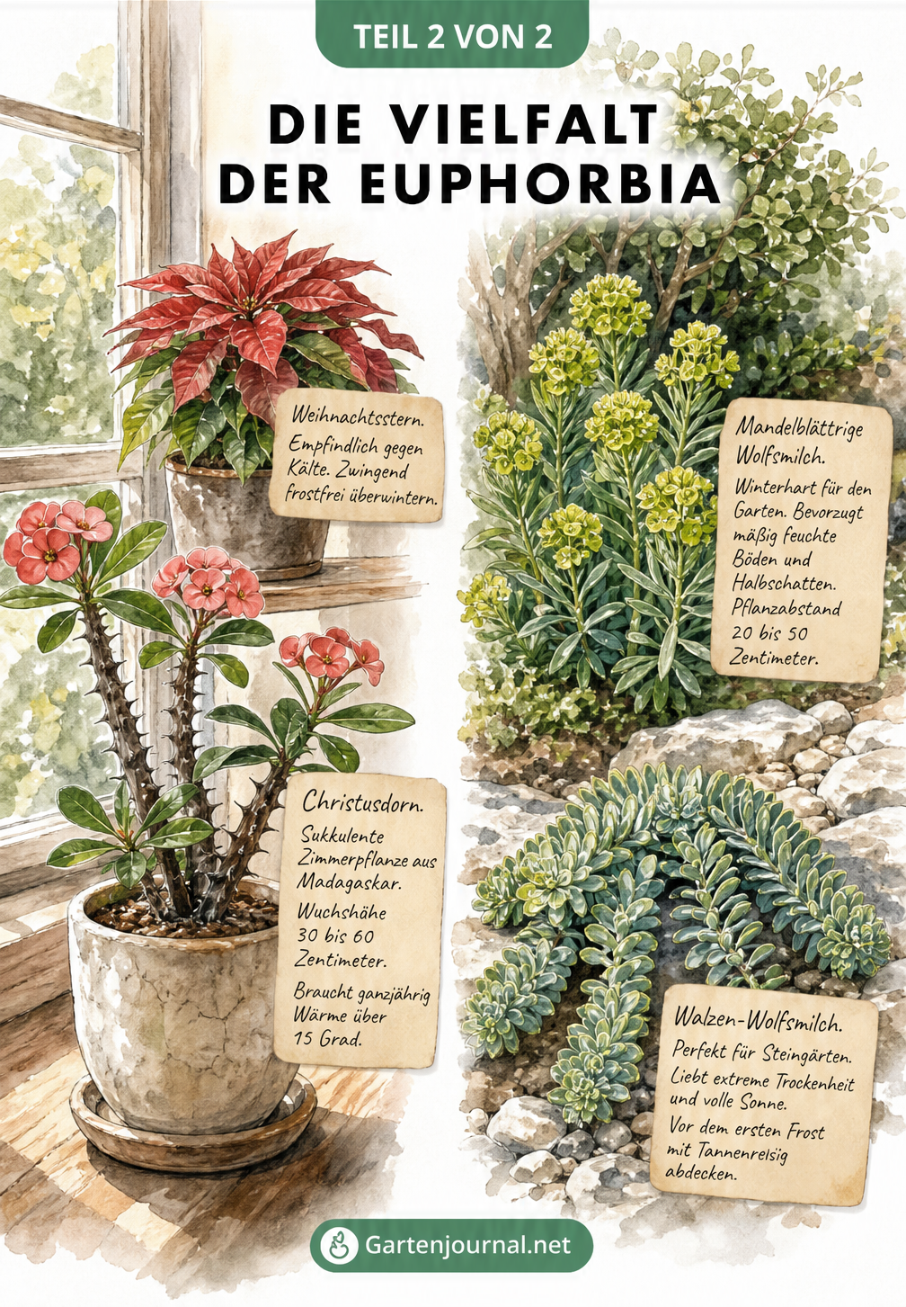 Aquarell-Zeichnung verschiedener Euphorbia-Arten wie Christusdorn, Weihnachtsstern und Walzen-Wolfsmilch an ihren idealen Standorten