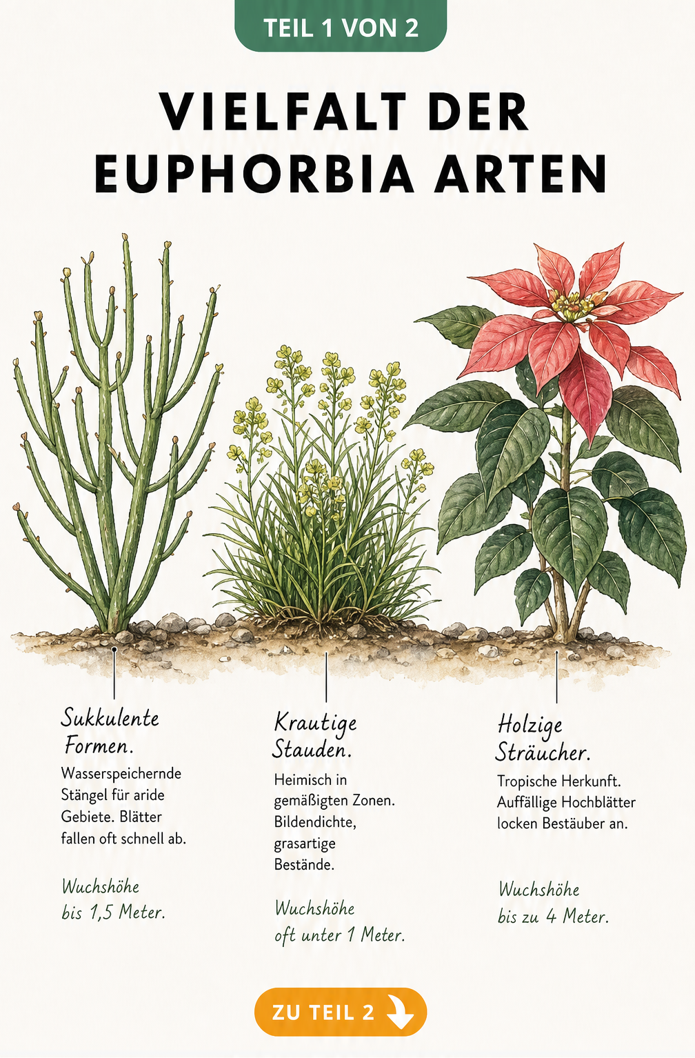 Illustration von drei verschiedenen Euphorbia-Arten: eine sukkulente Form, eine krautige Staude und ein holziger Strauch