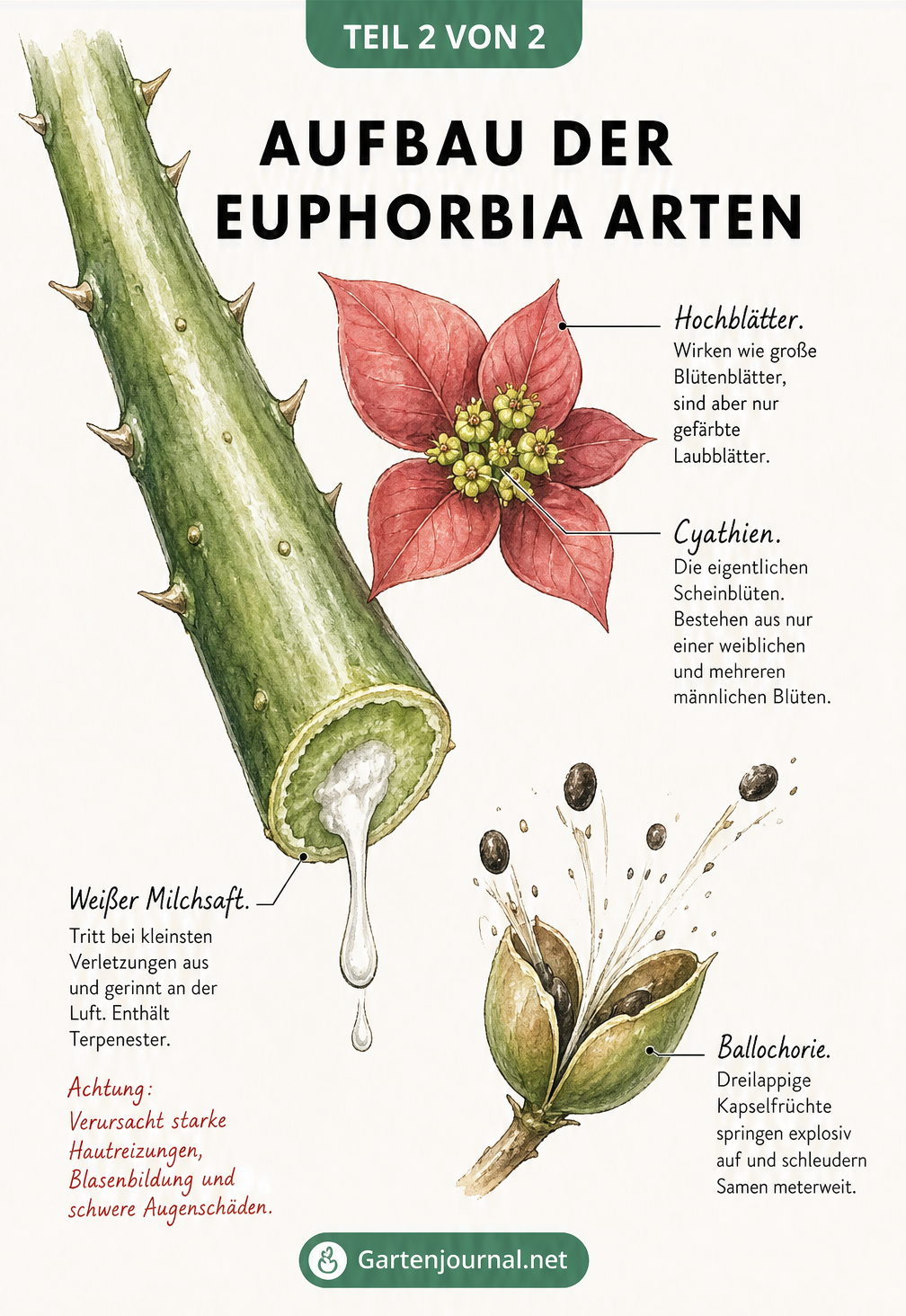 Wissenschaftliche Skizze des Aufbaus einer Euphorbia mit angeschnittenem Stängel, austretendem Milchsaft, Hochblättern, Cyathien und Samenkapsel