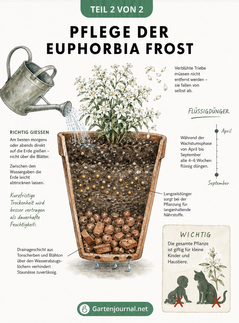 Querschnitt eines bepflanzten Terrakotta-Kübels mit Euphorbia Frost, der Gießverhalten und Düngung zeigt