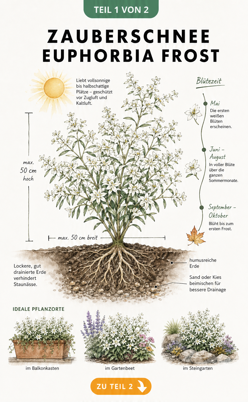 Botanische Illustration der Euphorbia Frost mit Wuchshöhe, Standortbedingungen und Blütezeit