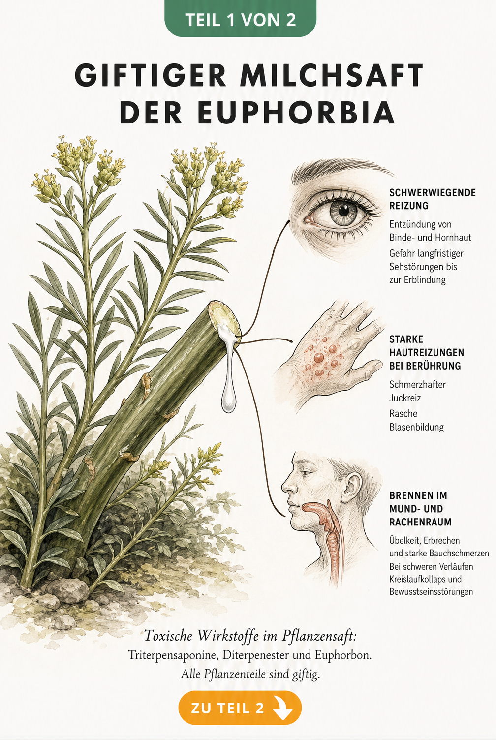 Botanische Illustration einer Euphorbia mit austretendem giftigen Milchsaft und Symptomen an Auge, Haut und Mund