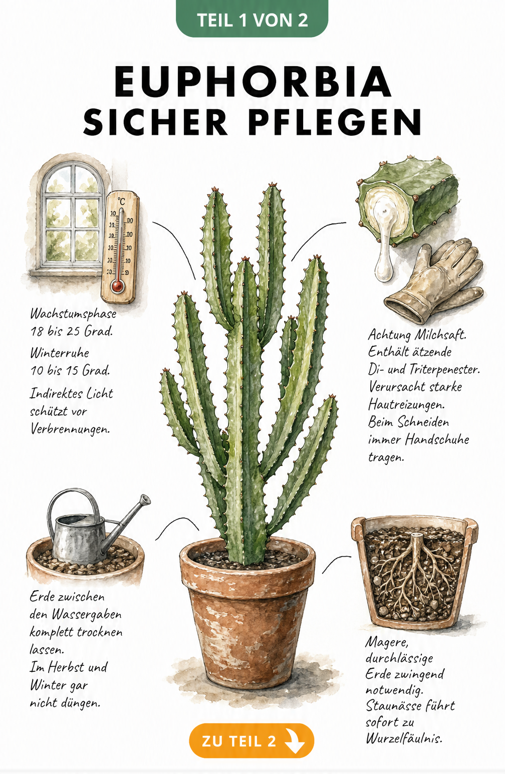 Illustration einer Euphorbia trigona mit Pflegehinweisen zu Temperatur, giftigem Milchsaft, Gießen und Substrat