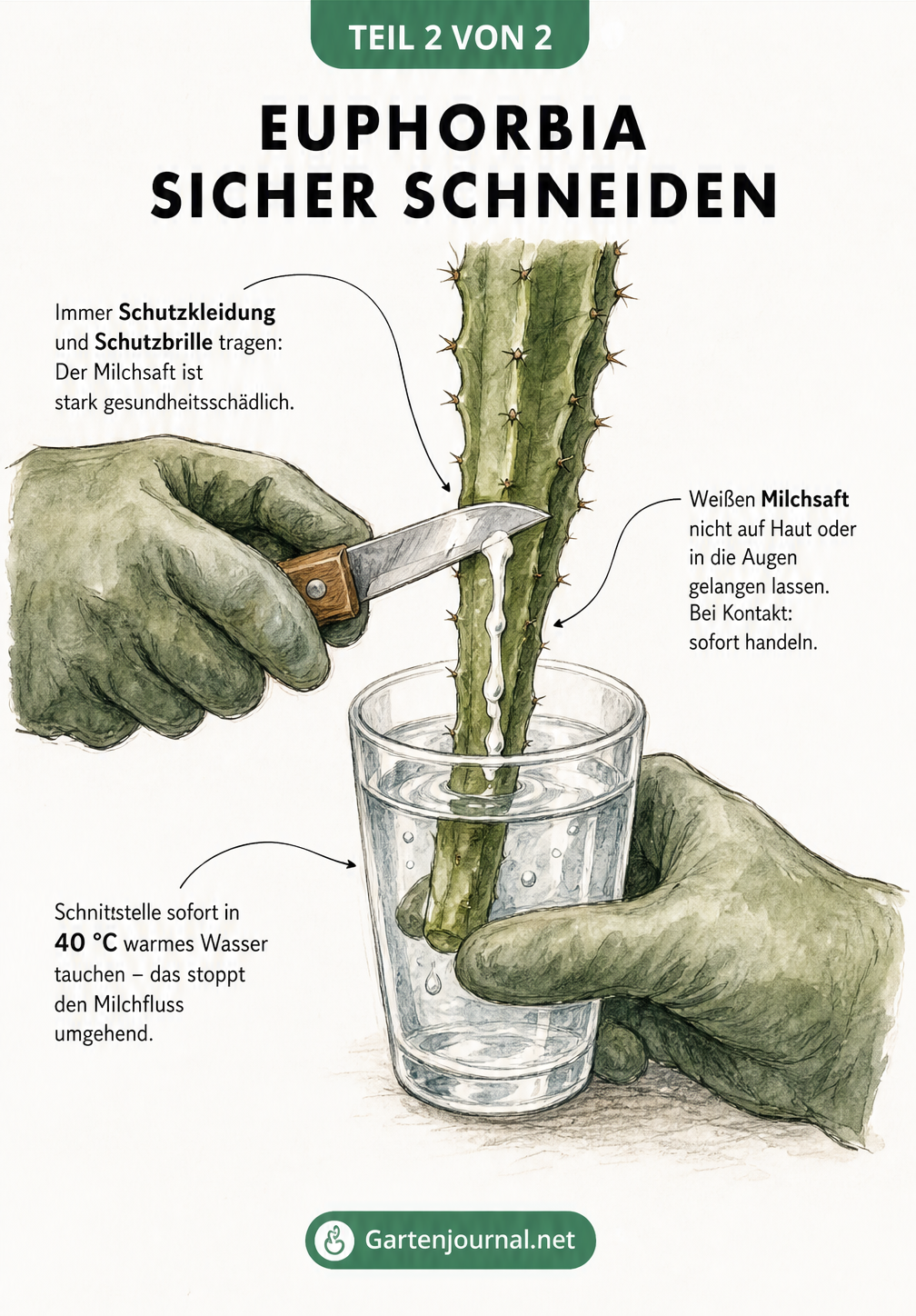 Nahaufnahme beim Schneiden einer Euphorbia mit Handschuhen und Wasserglas zum Stoppen des giftigen Milchsafts
