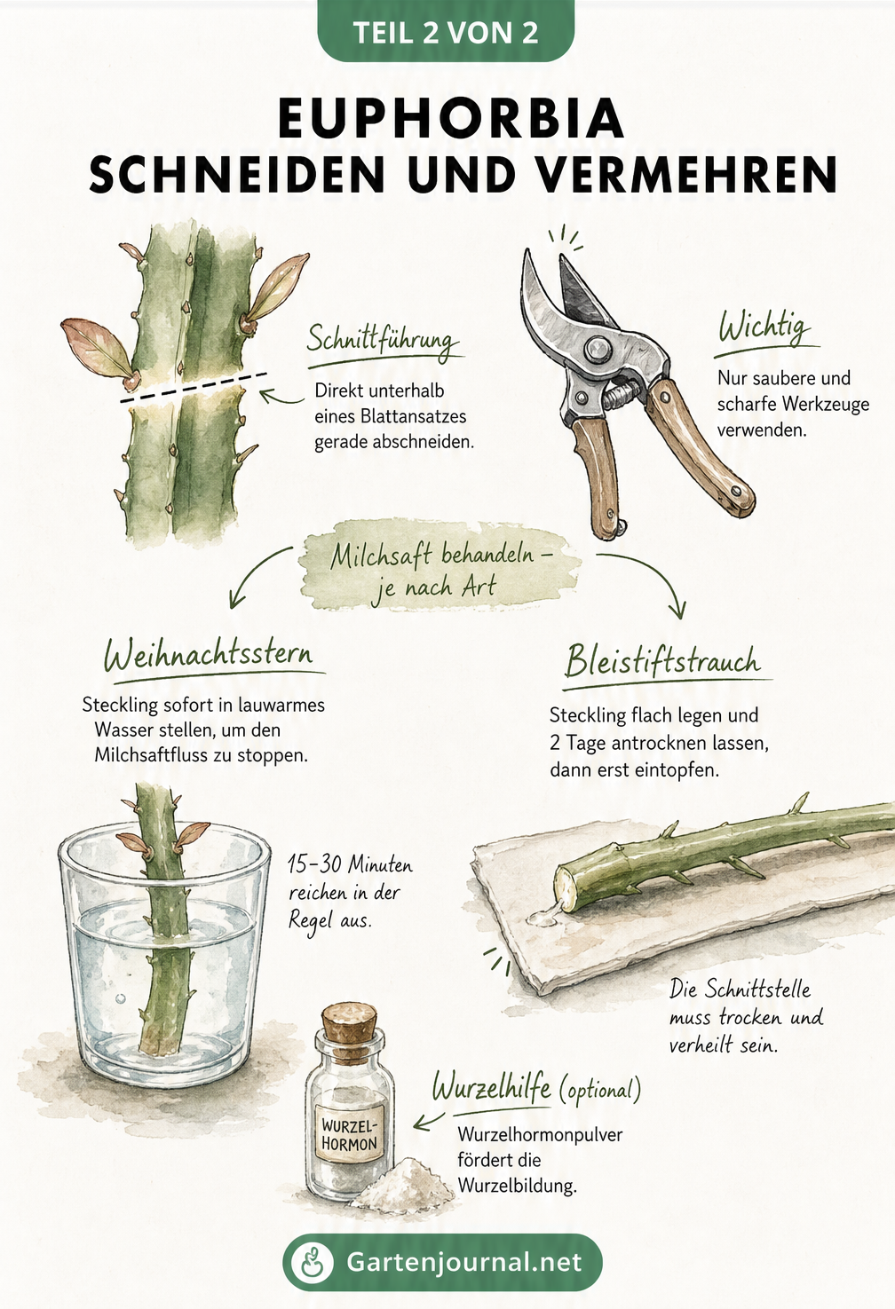 Zeichnung zur Vermehrung von Euphorbia: Schnitt unterhalb des Blattansatzes, Stoppen des Milchsafts im Wasserglas und Antrocknen des Stecklings.