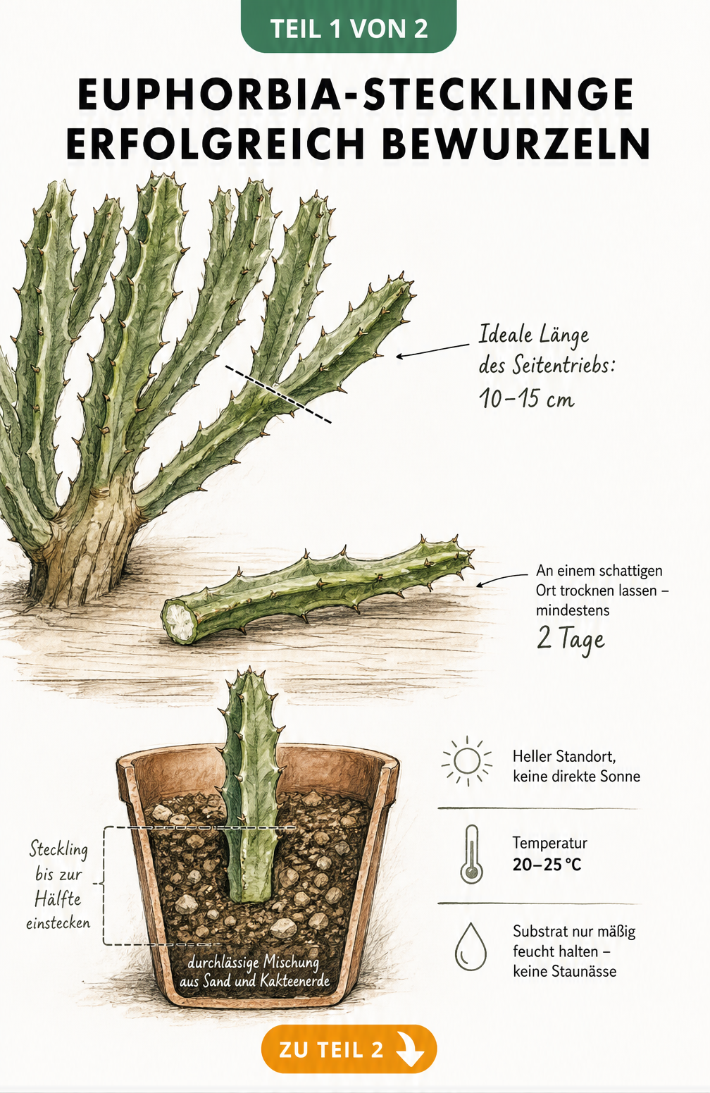 Illustration der Euphorbia-Vermehrung: Steckling schneiden, trocknen lassen und in durchlässige Kakteenerde pflanzen