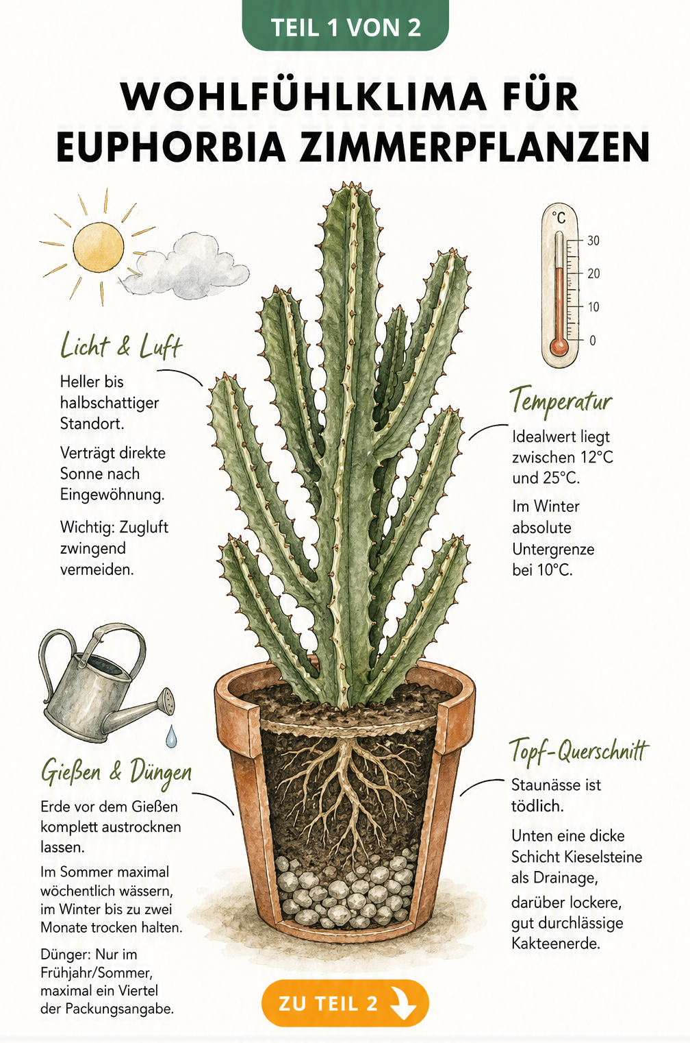 Illustration einer Euphorbia Zimmerpflanze im Terrakotta-Topf mit Pflegetipps zu Licht, Temperatur, Gießen und Erde