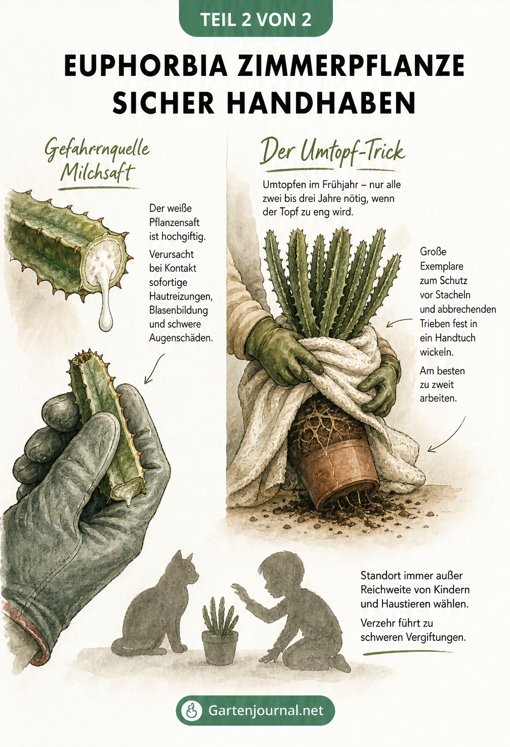 Illustration zum sicheren Umgang mit der giftigen Euphorbia Zimmerpflanze beim Umtopfen mit Handschuhen und Handtuch
